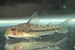 Corydoras (lineage 9) sp. `CRYSTAL AZURE` - Click for species data page